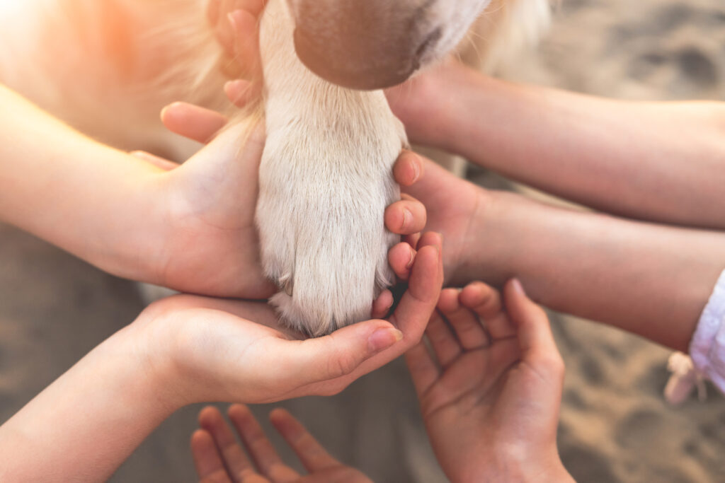 Human hands and dog paw