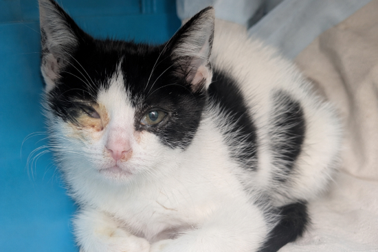 Tmv post img katzen